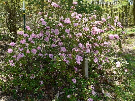 {Rhododendron chapmanii}